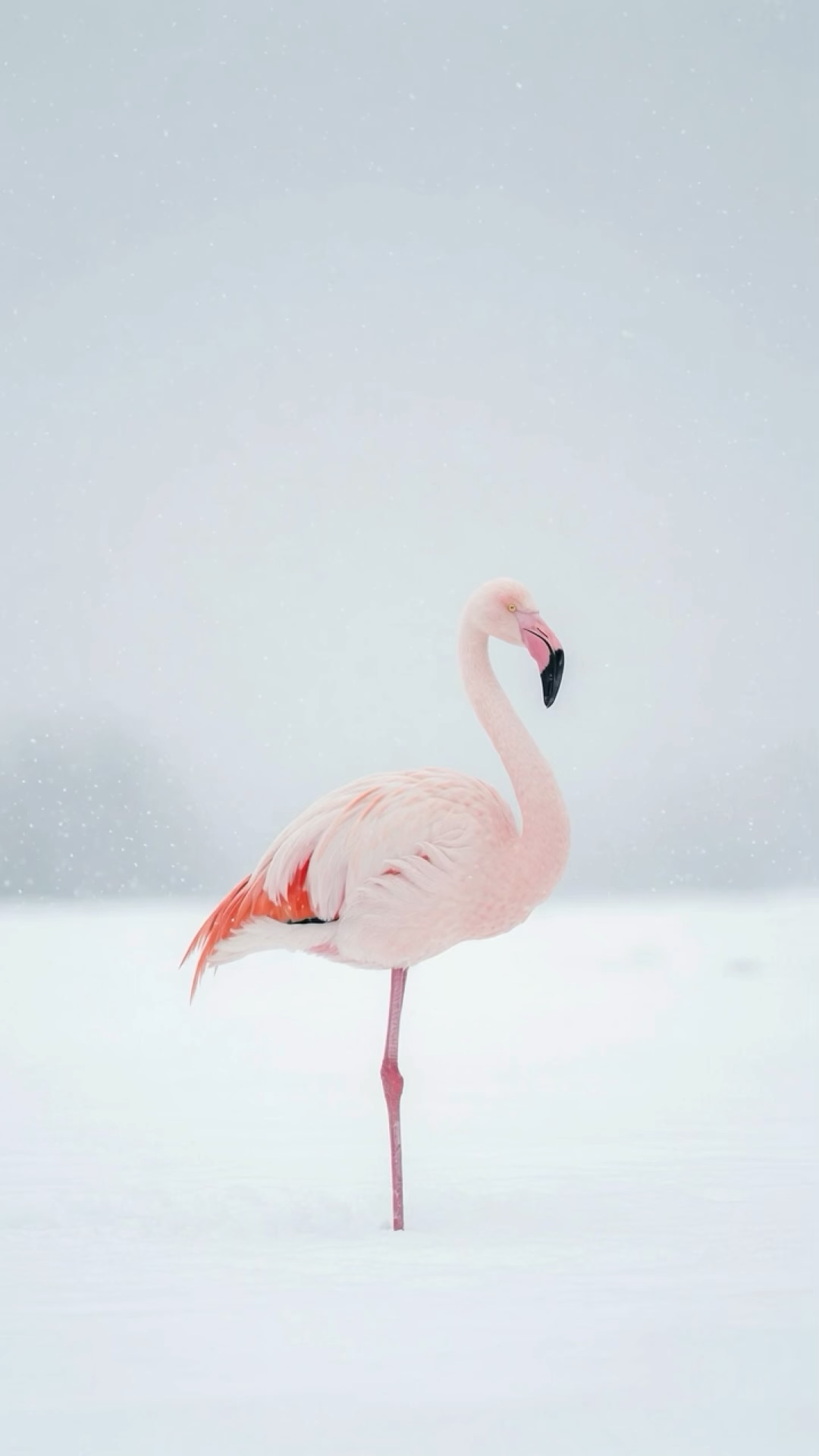 Snow Flamingo wallpaper artwork